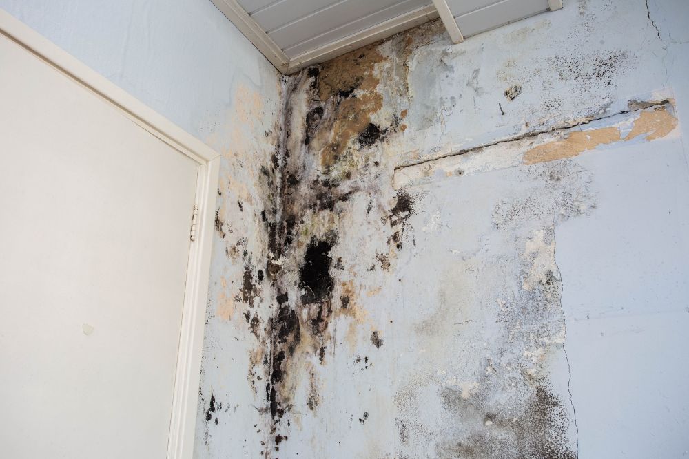 Visible mold and moisture damage on an interior wall